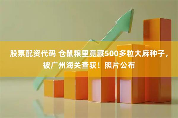 股票配资代码 仓鼠粮里竟藏500多粒大麻种子，被广州海关查获！照片公布